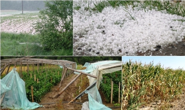 Pomoc klęskowa dla rolników poszkodowanych w wyniku niekorzystnych zjawisk atmosferycznych