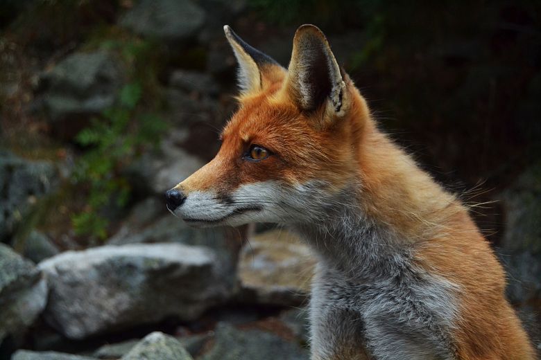 Wiosenna akcja szczepienia lisów