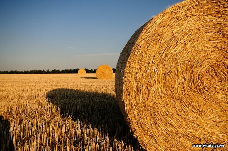 Rozpoczęły się wakacje... Rolnicy, uważajcie na dzieci!