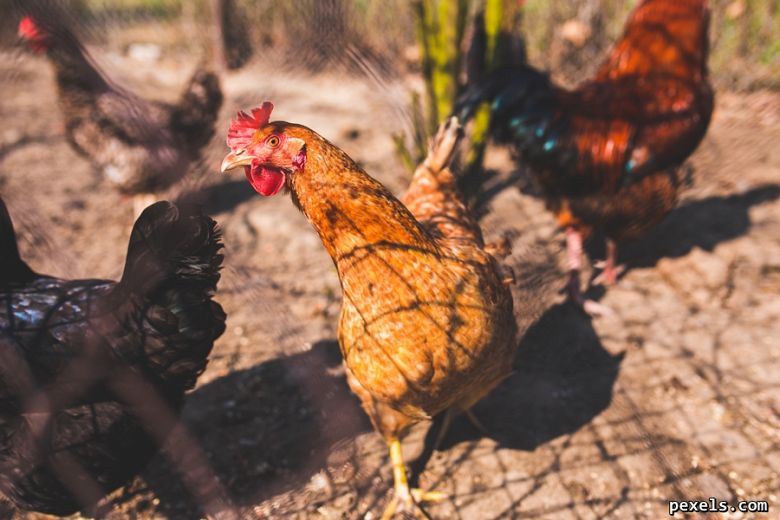 Zalecenia dla posiadaczy drobiu w związku z ptasią grypą