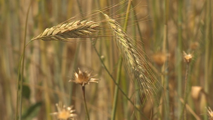 Ruszają spotkania z rolnikami poszkodowanymi przez suszę