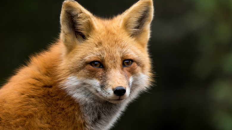 Wiosenna akcja szczepień przeciwko wściekliźnie u lisów wolno żyjących